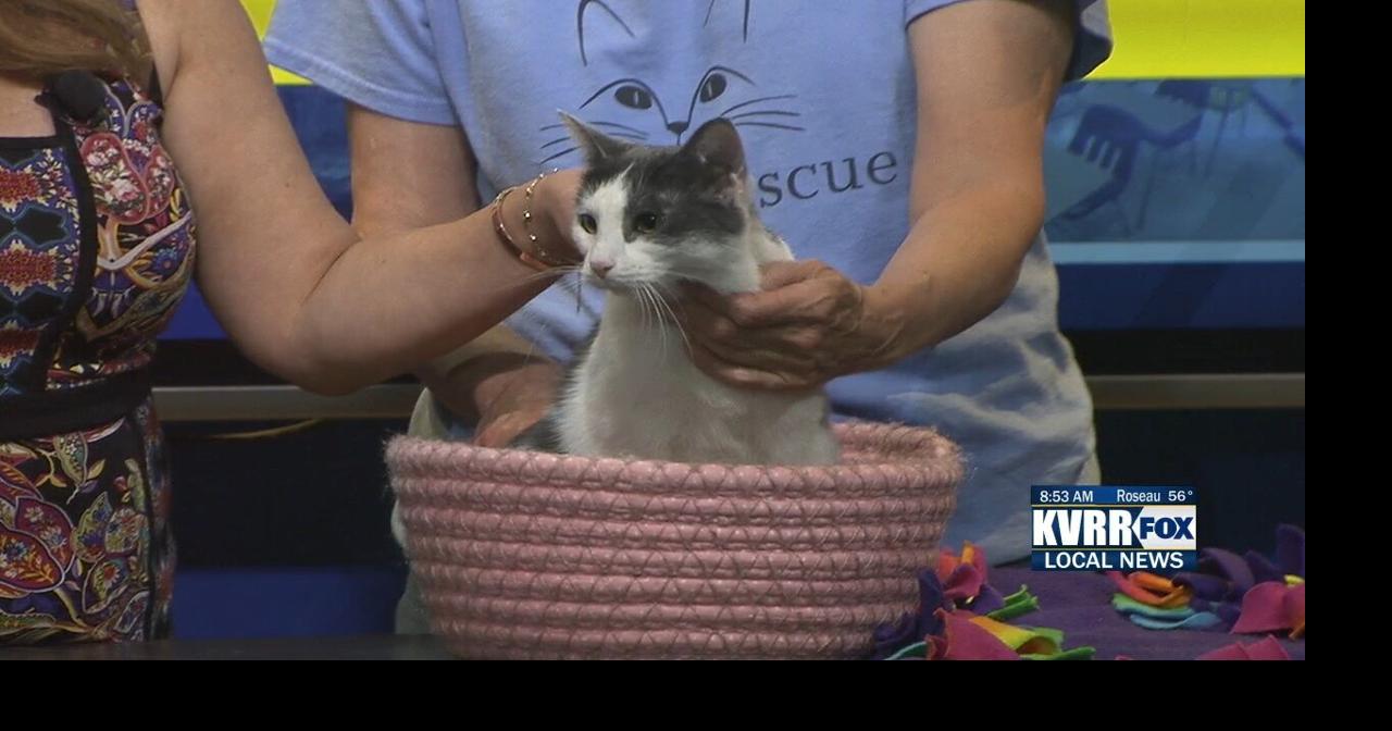 Pet Connection: Meet Gracie