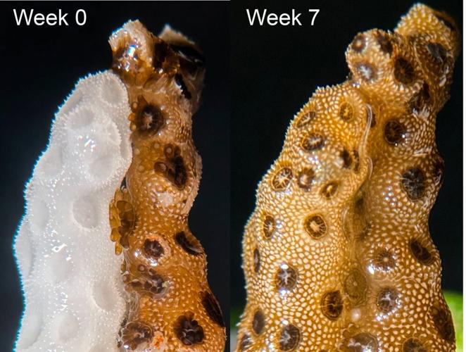 New method reversed doomed bleached coral at record speed | National ...