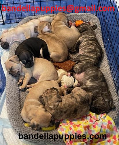French Bulldog/Pug Puppies-rare litter of 9!!! image 1