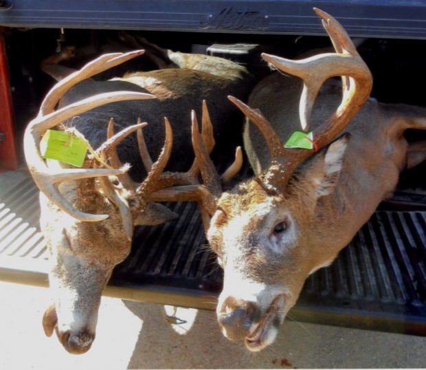 Hunters discover bucks with locked horns