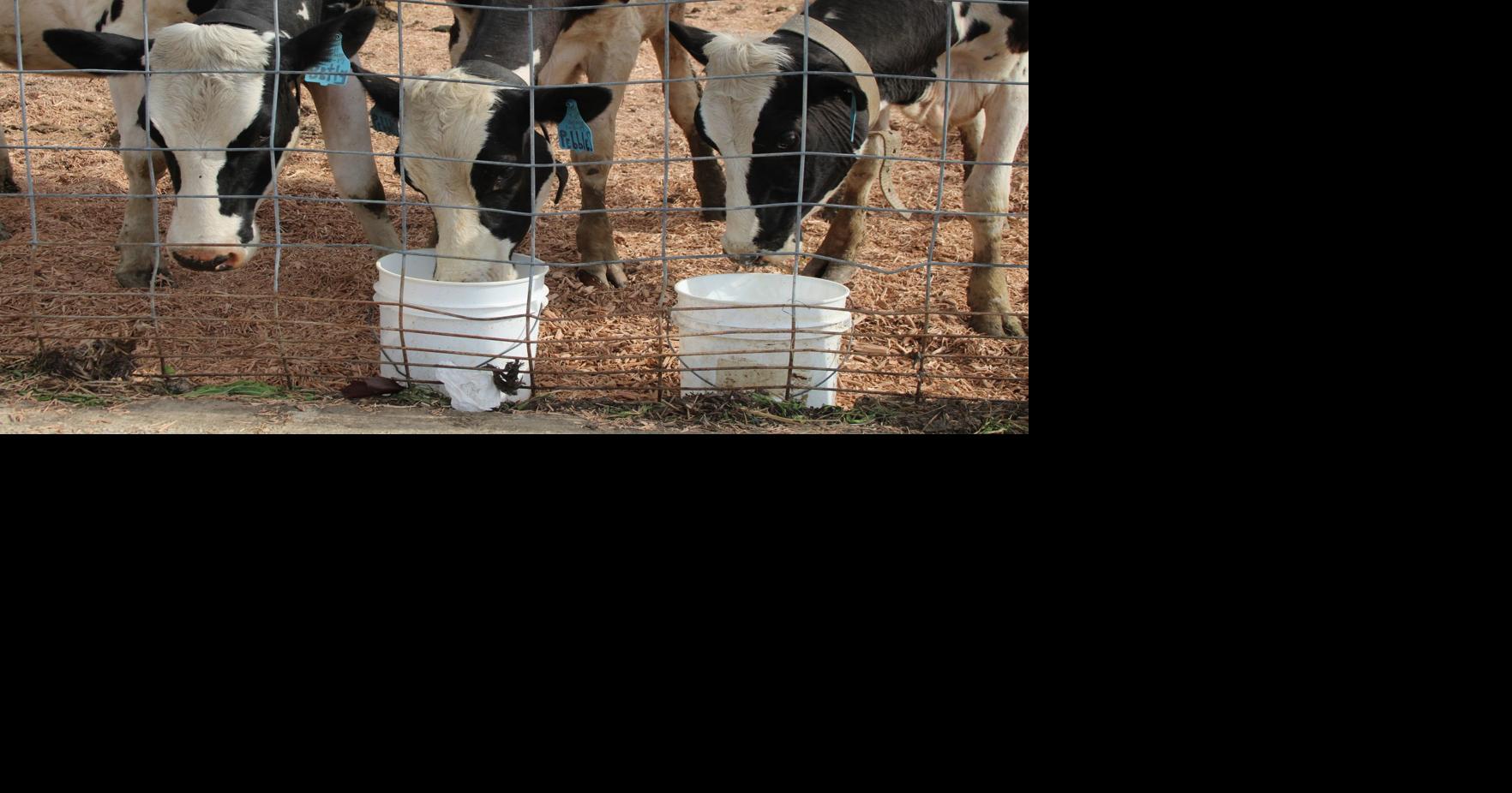 Vernon County Dairy Breakfast draws large crowd to the farm