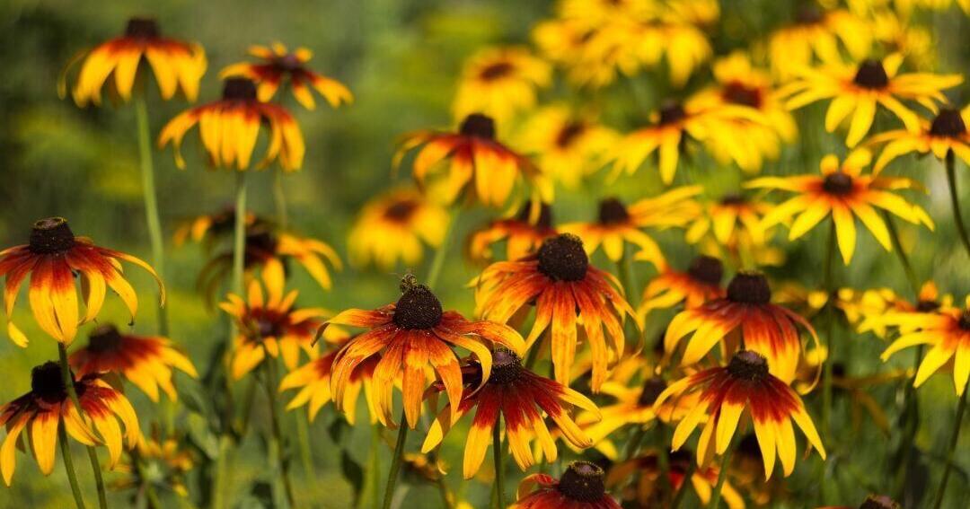 Kickapoo Valley Reserve Garden Tour features 10 gardens near La Farge