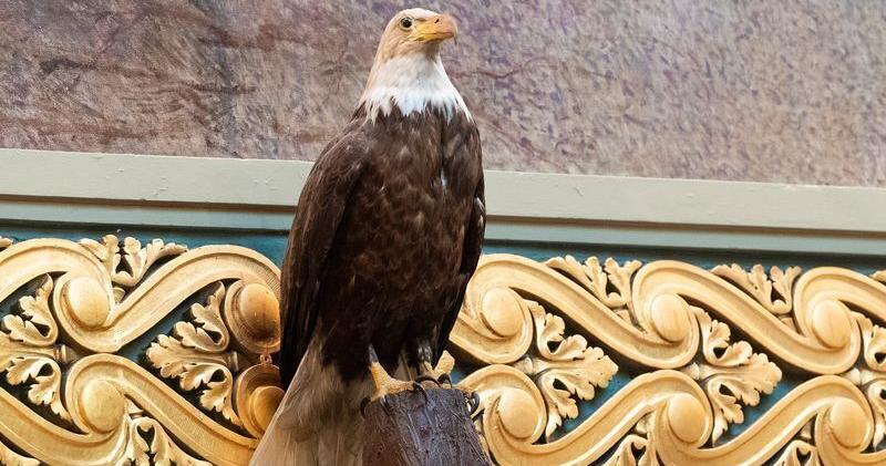 Vernon County Museum Notes: Traveling exhibit features military mascots