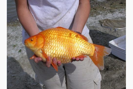 the worlds biggest goldfish