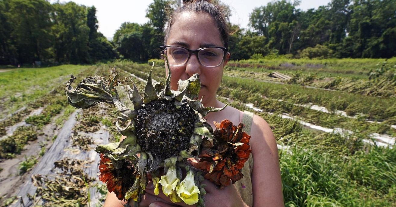 'Heartbroken': Northeast floods devastate farmers as months of labor, livestock and crops are swept away - Vimarsana News