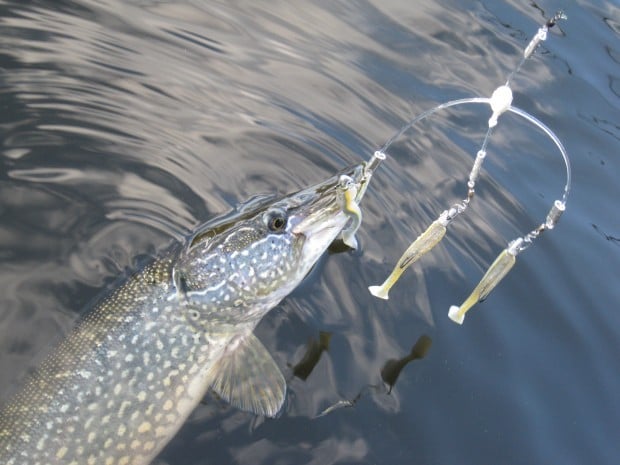 Multiple-lure rigs are all the rage, but it pays to know the rules