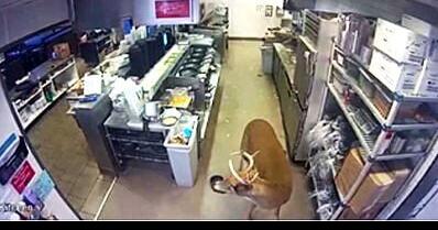 Deer races through Beloit Noodles & Company - Vimarsana News