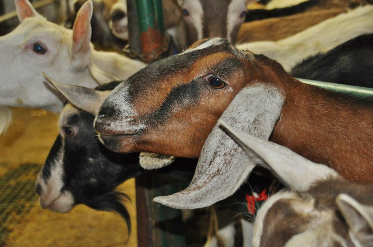 Buffalo County Dairy Breakfast Is Saturday On Puterbaugh Farm
