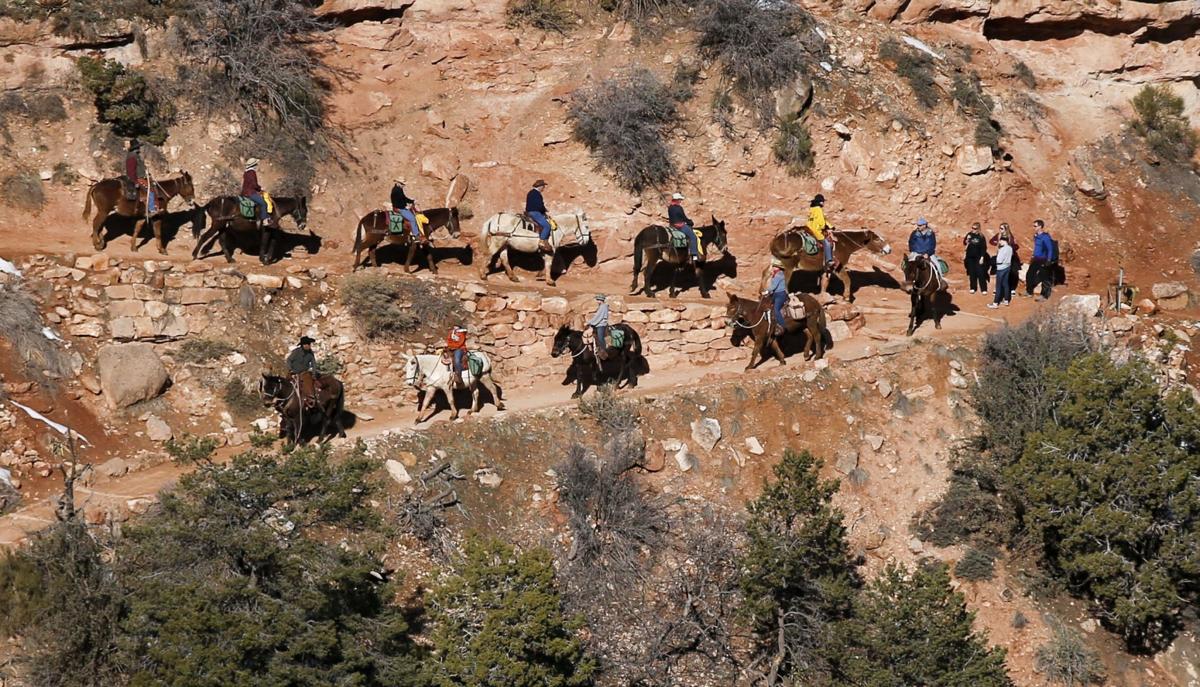 Is this the year you finally ride a Grand Canyon mule? | Leisure