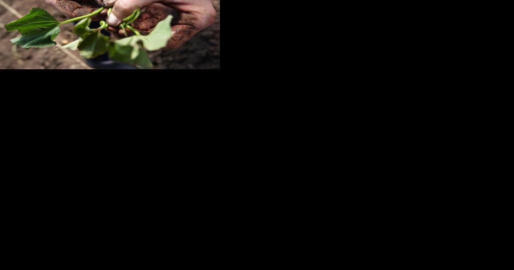 Has our plant hardiness zone changed? - Vimarsana News