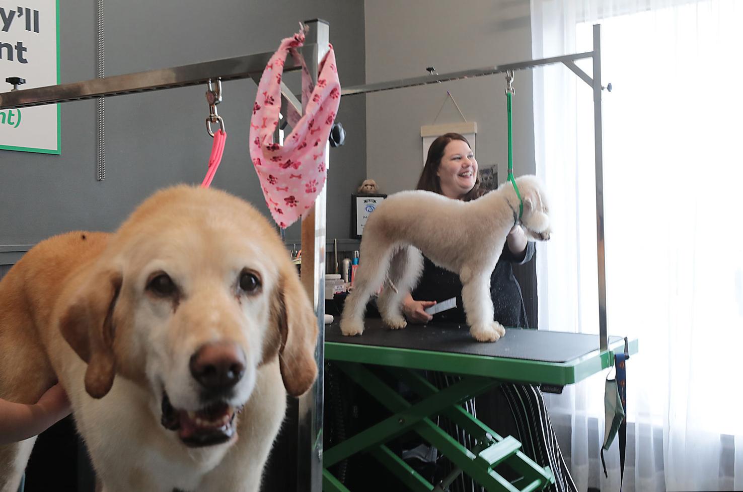 When a pooch a badger Wisconsin dog groomer a hit on primetime TV State and Regional