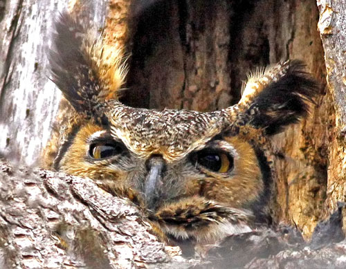 Owl pellets provide clues to owl's diet