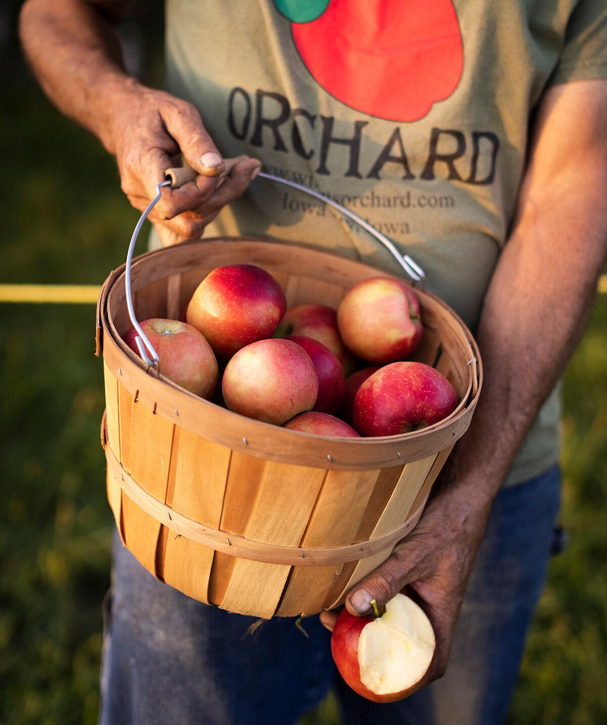 Wilson's Orchard basket of apples