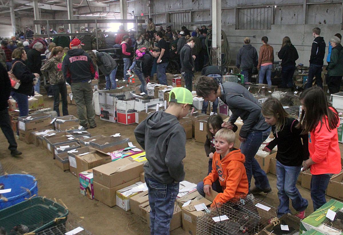 Small Animal Auction continues to get larger Local lacrossetribune com