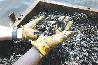 Zebra mussels dying off
