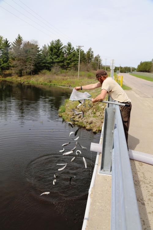 Thousands of trout stocked in Fort McCoy waterways Tomah Journal
