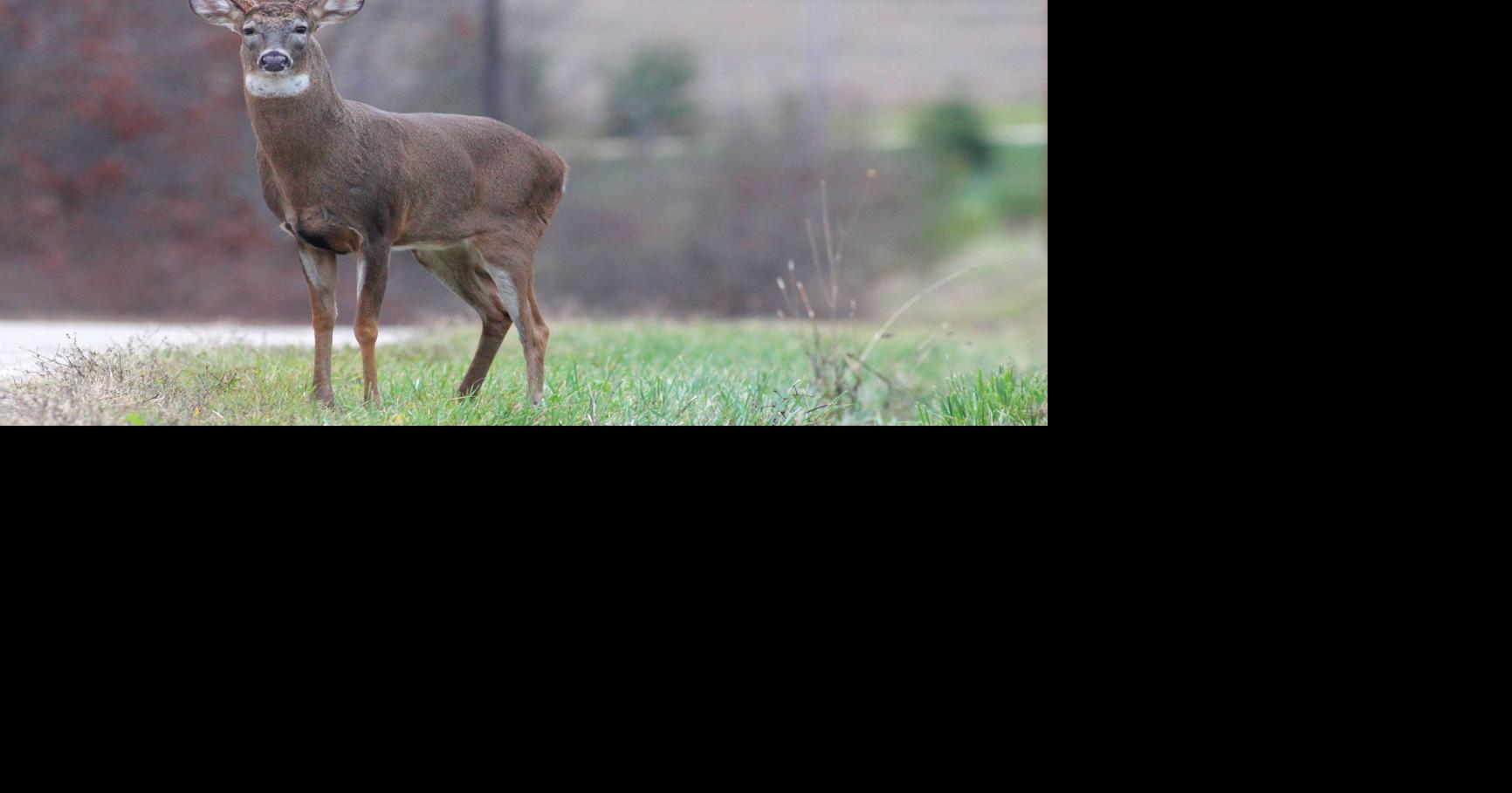 Deer baiting, feeding ban in place in most Wisconsin counties