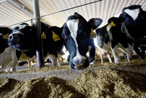 Wisconsin approves water pollution permit for 5,800-cow feedlot