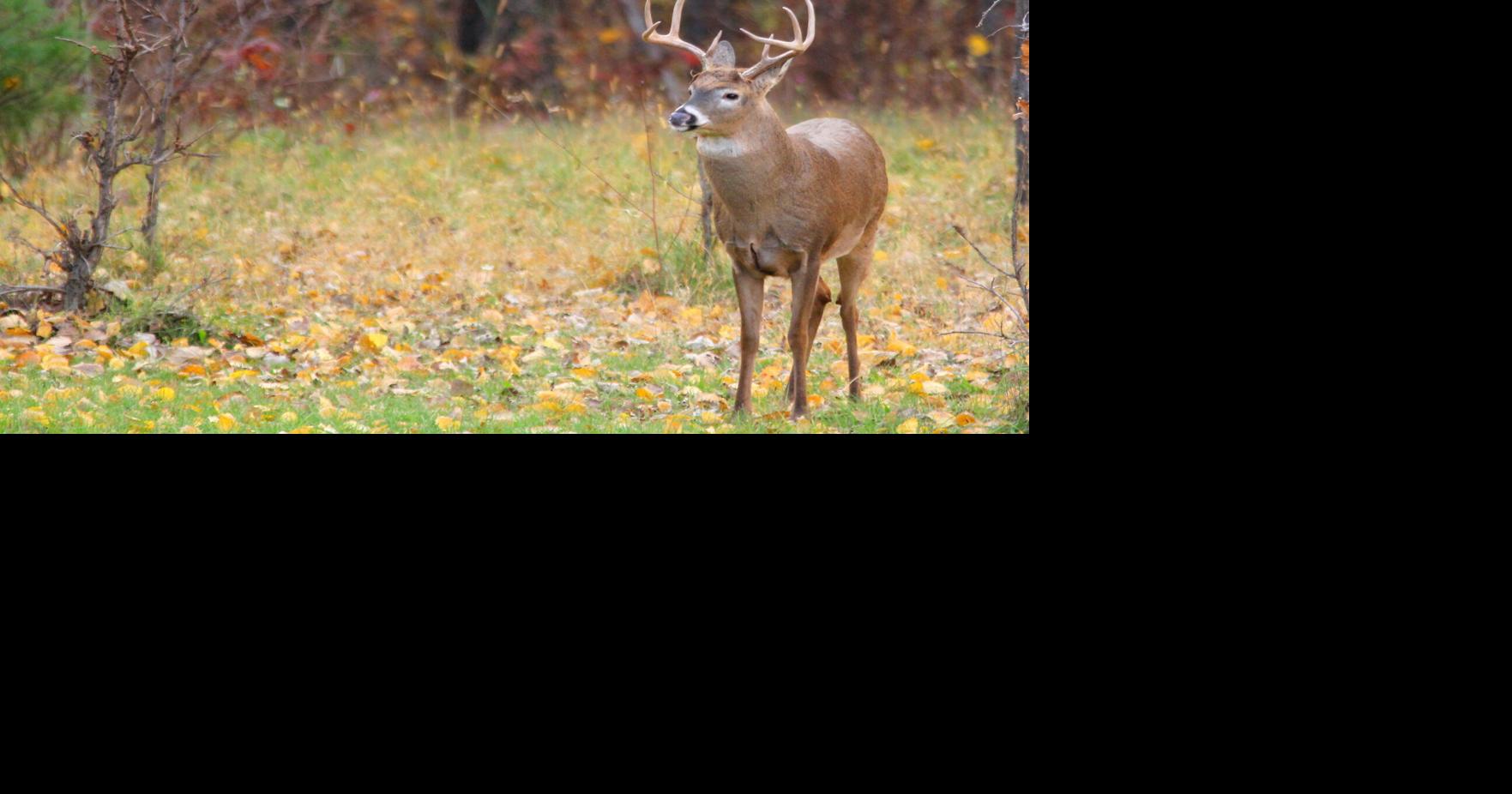 kicks gun hunters season successful off place as Western for in right harvest Wisconsin deer