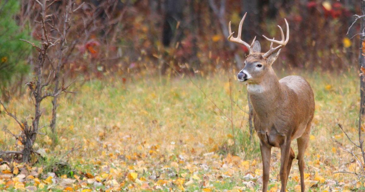 Western Wisconsin hunters in right place for successful harvest as gun deer  season kicks off