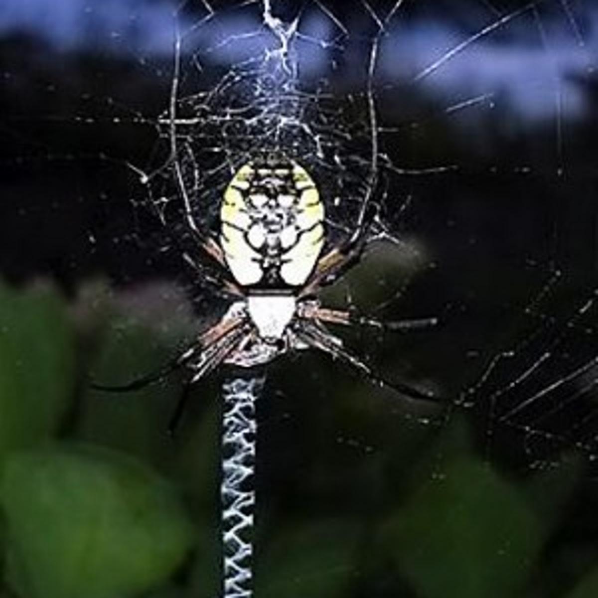 Ridgerunner Reports Edible To Poisonous Mushrooms Tell