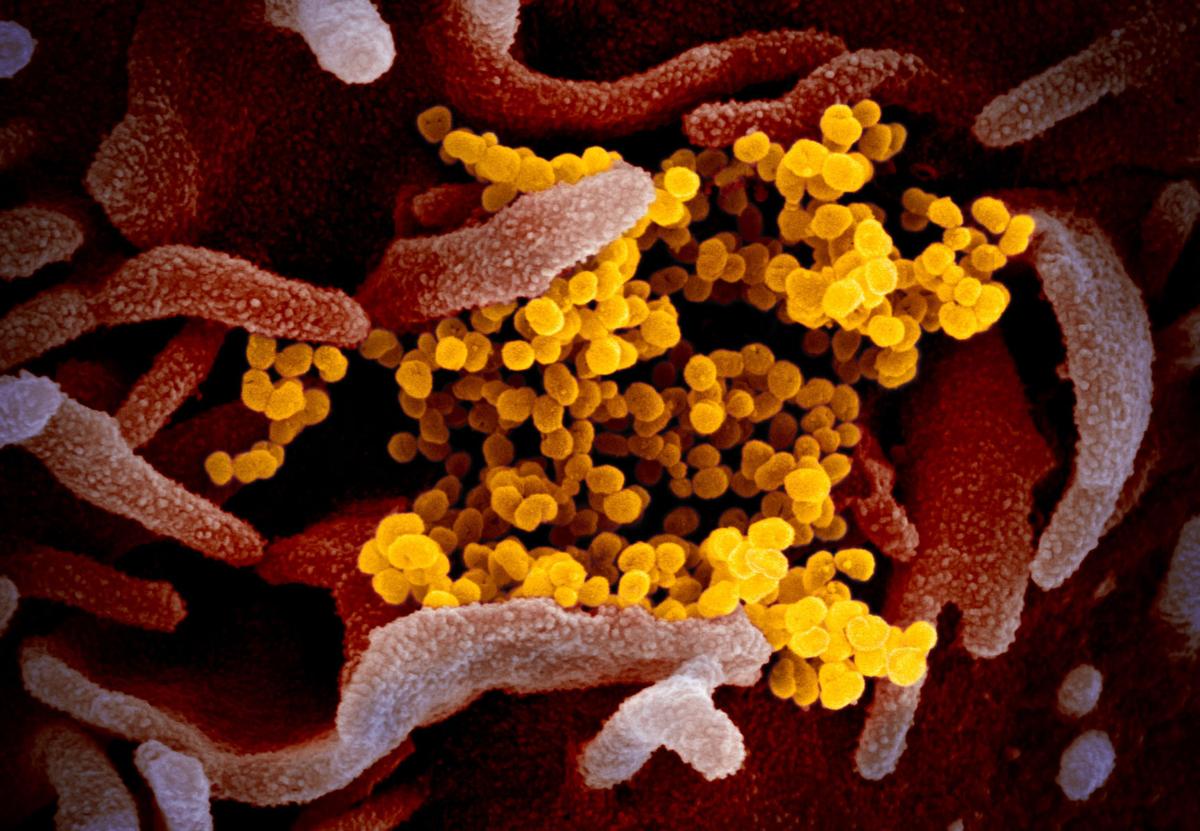 COVID-19 coronavirus