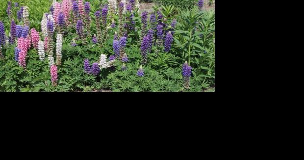 Friends of the Kickapoo Valley Reserve to hold garden walk in Viroqua - Vimarsana News