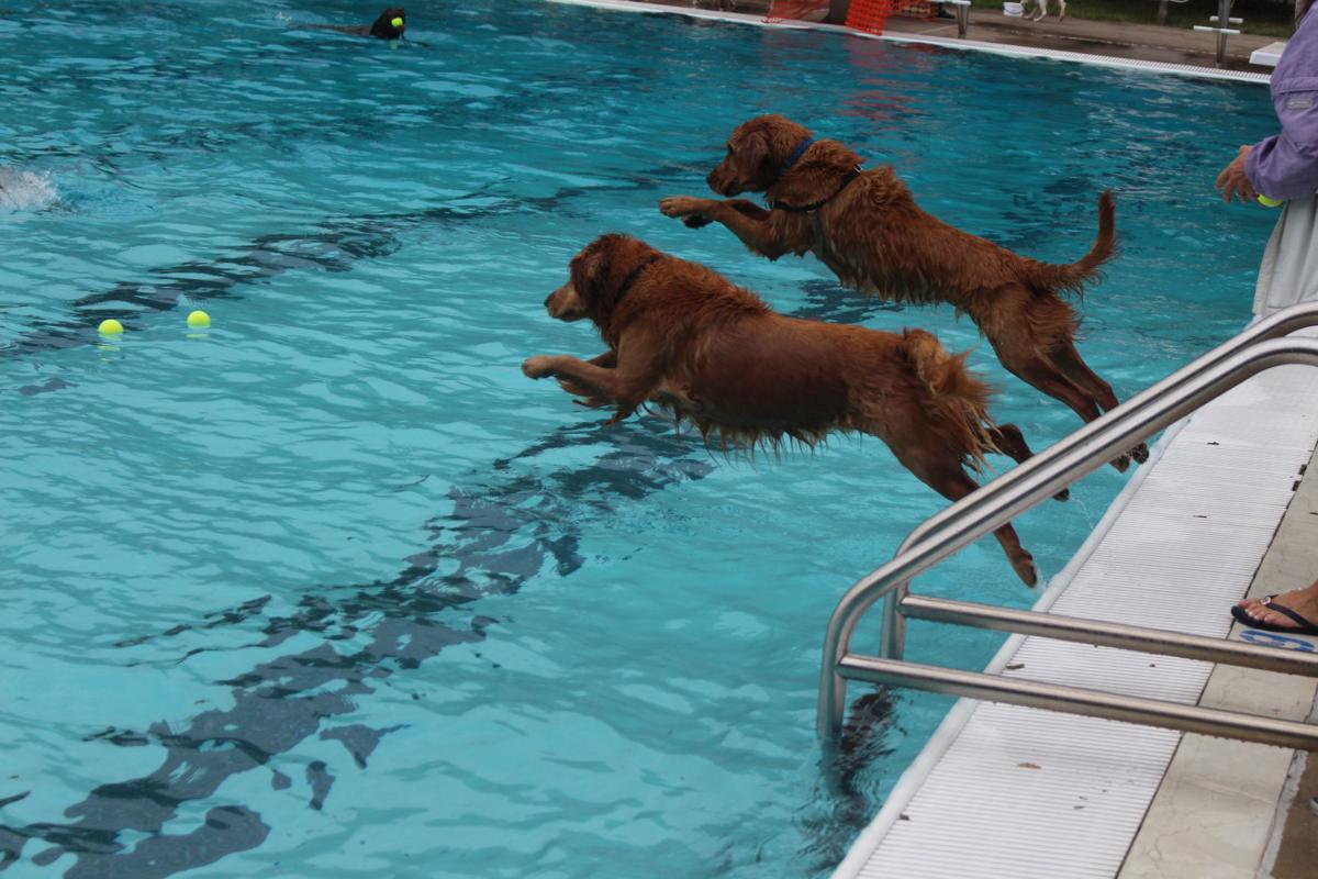 Diggity Dog Dip in Onalaska puts focus on fun