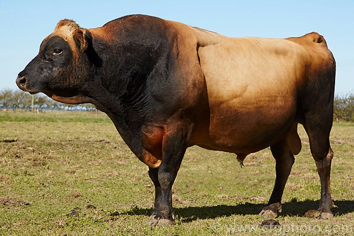 jersey bull