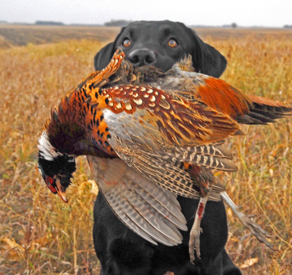 DNR says plenty of pheasants remain in Minnesota fields