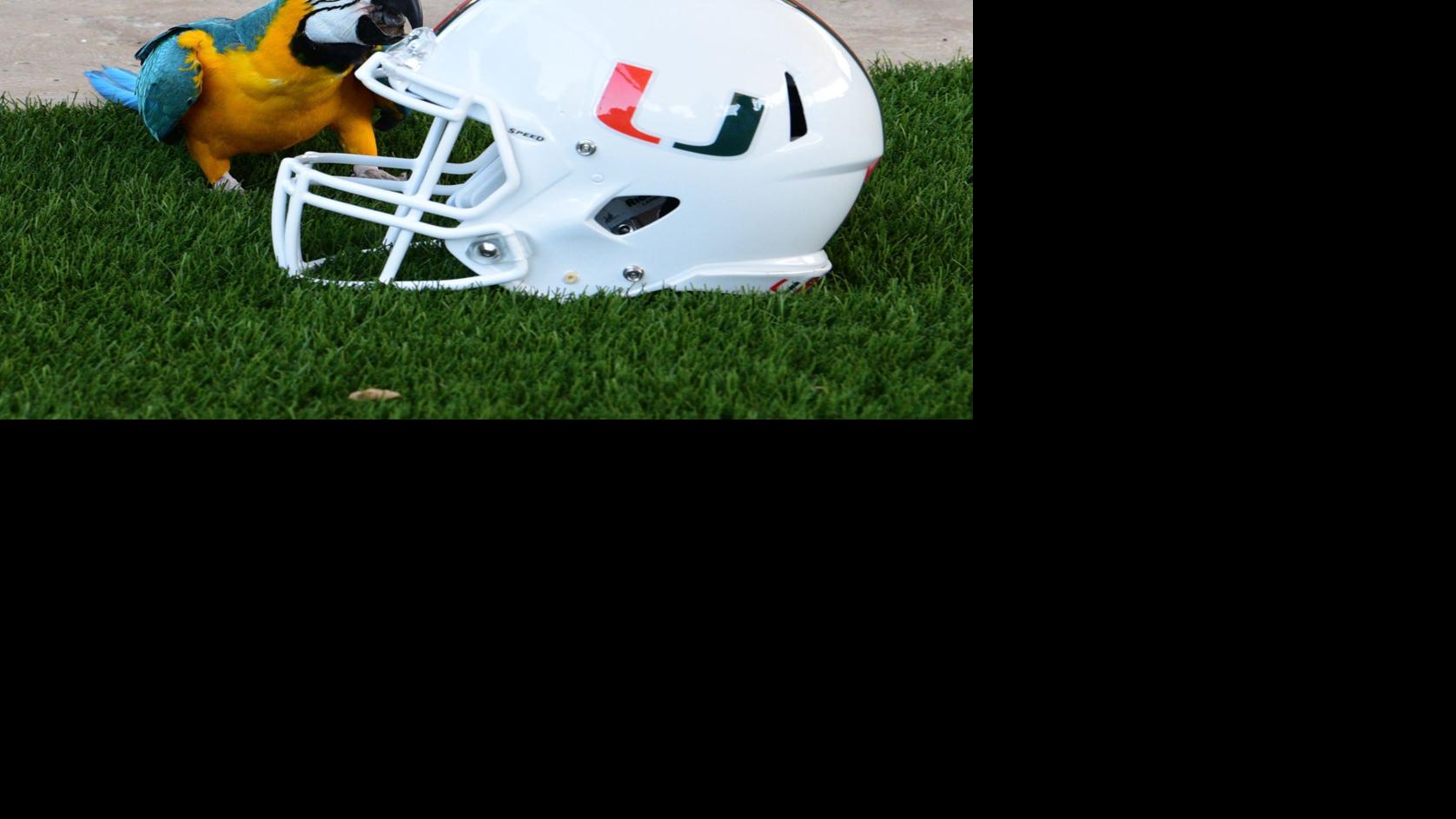 Badgers Football Vegas Sees Wisconsin As Orange Bowl Favorite Over Miami Buddy The Macaw Disagrees College Sports Lacrossetribune Com