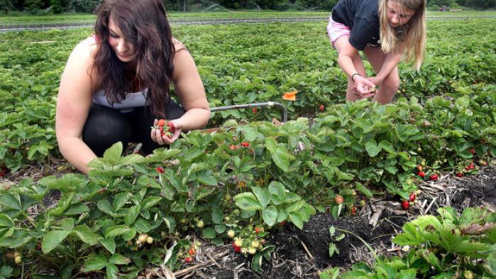 Strawberry Season Offers A Taste Of Summertime Local News Lacrossetribune Com
