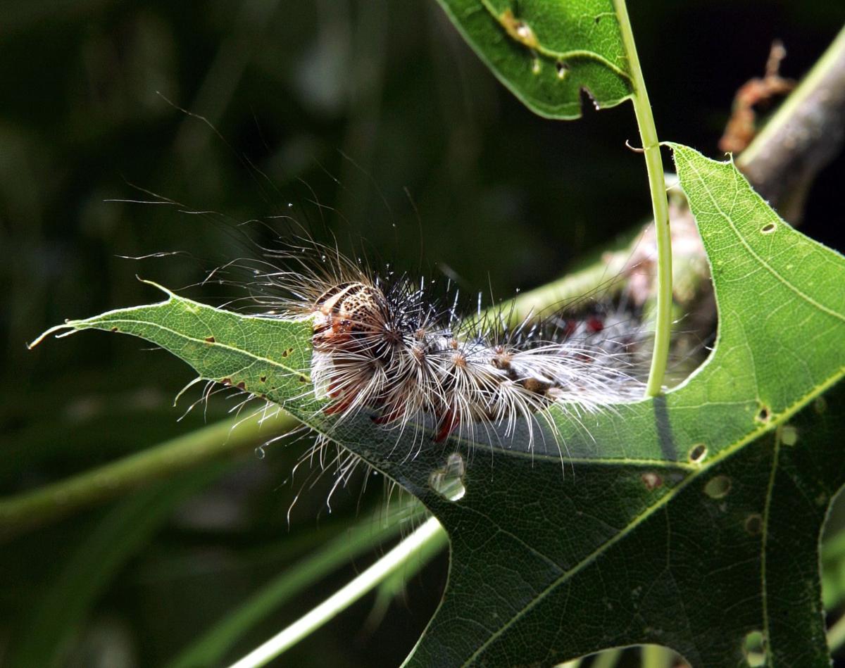 Sons Of The Forest: Easy Guide To Defeat Caterpillars