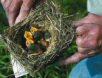 Wisconsin's Bluebird Comeback: Beautiful native bird is thriving