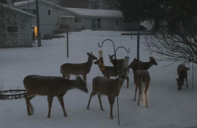 Deer in Winter: How They Survive