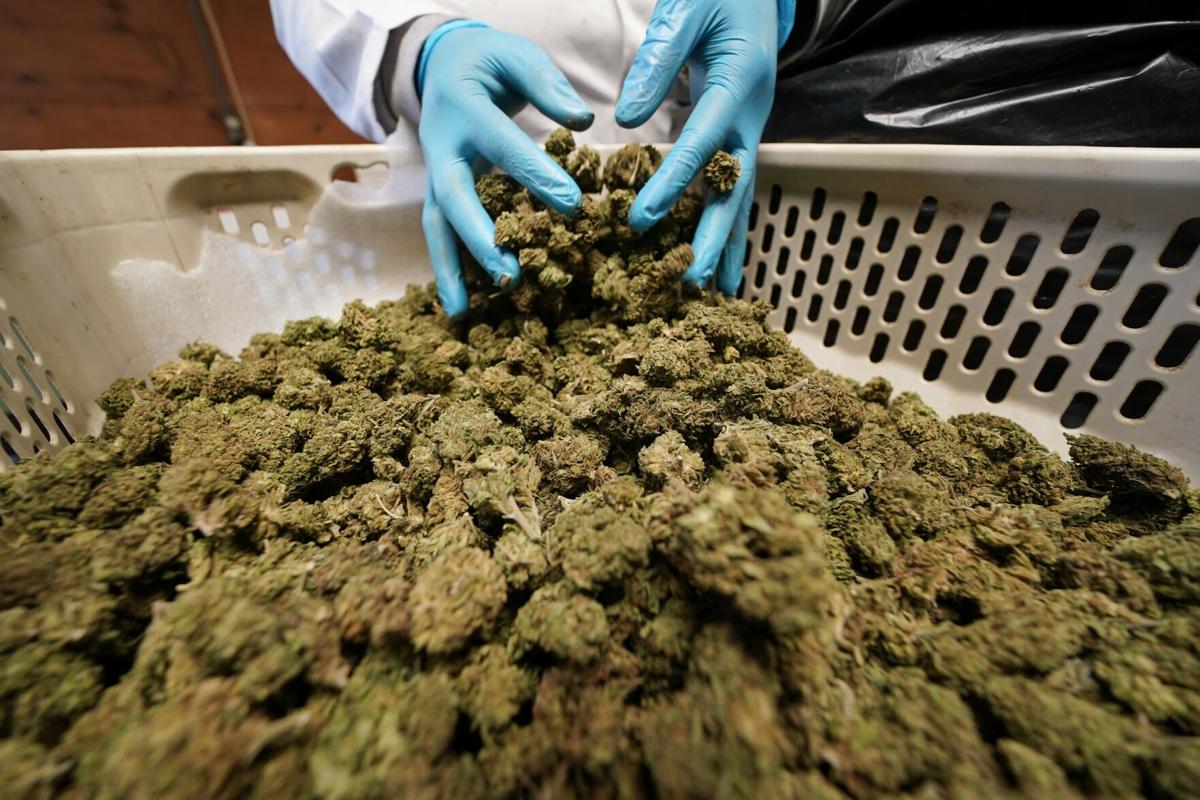 Marijuana New York Farmers