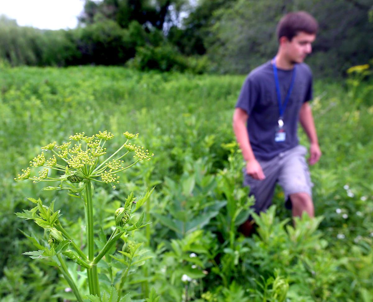 Minor Wild Parsnip Rash