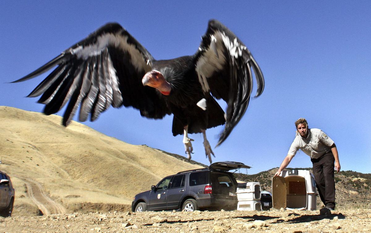 Hidden Video Camera Provides A Close Up Look At Condor Living