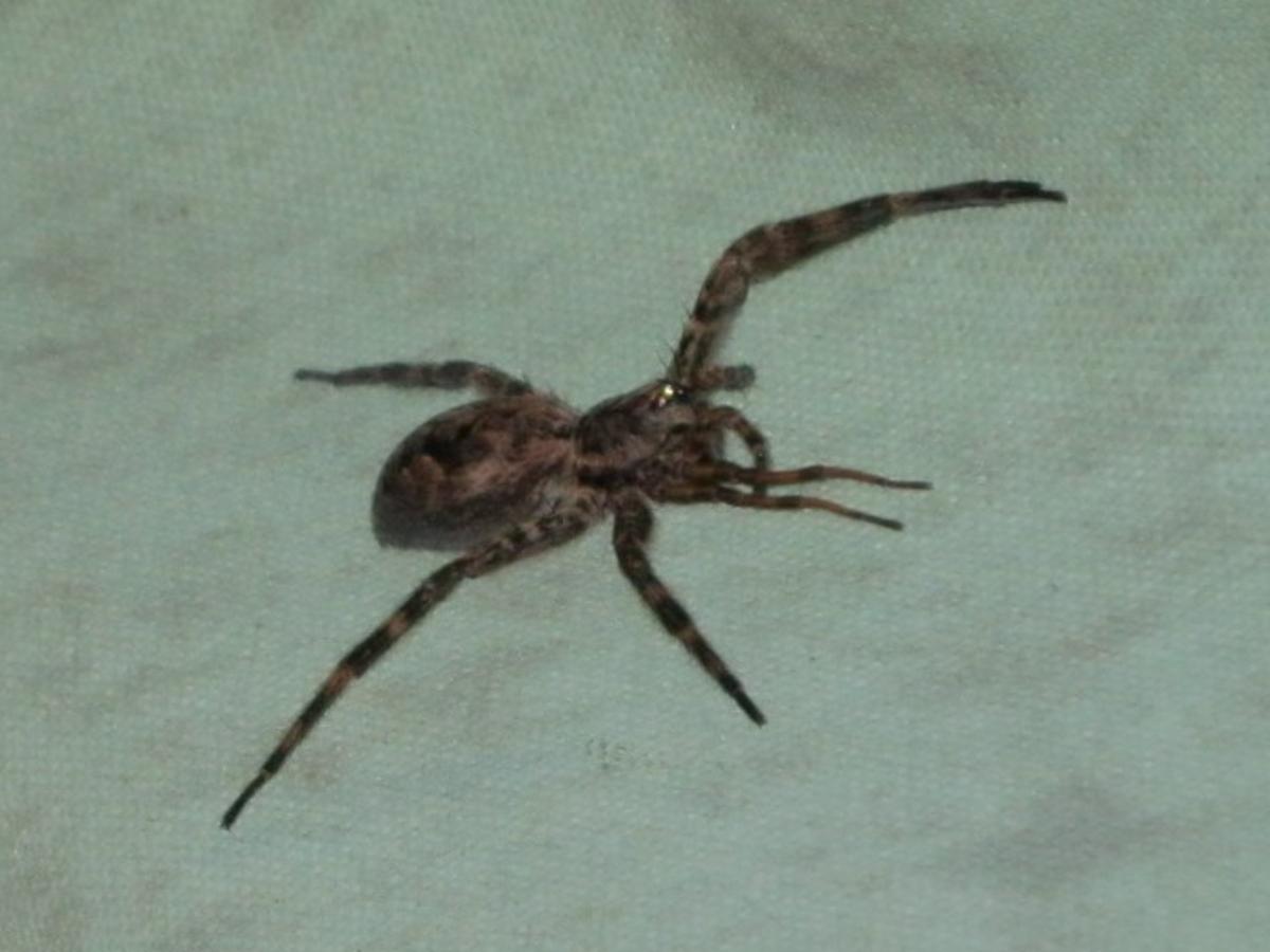 Outsider Eight Legs And Eight Eyes Often Make For A Big Surprise