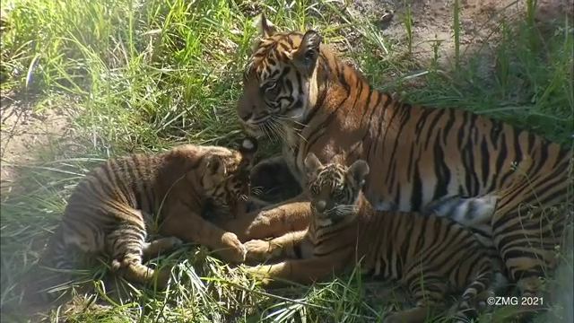 Cub update: Watch our Amur tiger cubs' adorable first moments