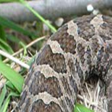Rare Massasauga Rattlesnake Found In Jackson County Jackson County Chronicle Lacrossetribune Com