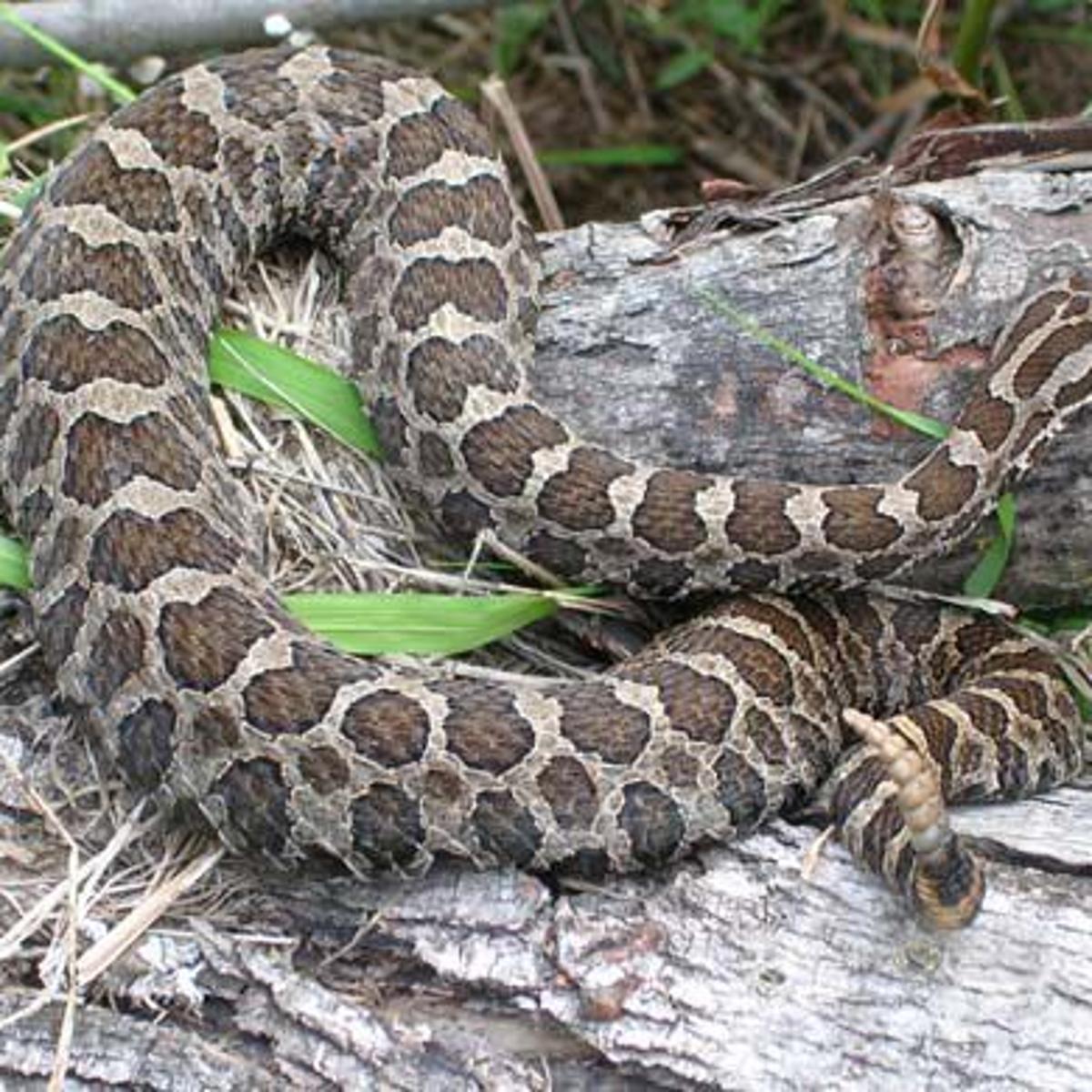 Rare Massasauga Rattlesnake Found In Jackson County Jackson County Chronicle Lacrossetribune Com