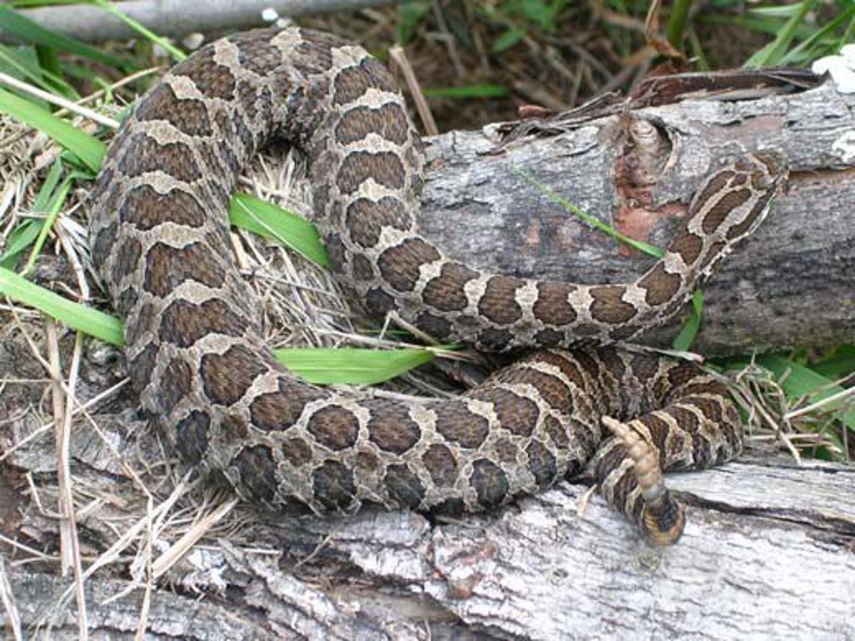 Download Rare Massasauga Rattlesnake Found In Jackson County Jackson County Chronicle Lacrossetribune Com