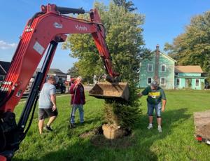 Lions plant tree along Central Avenue in Coon Valley