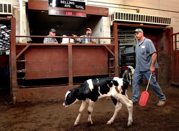 Drought drives increase in cattle sales | Local News ...