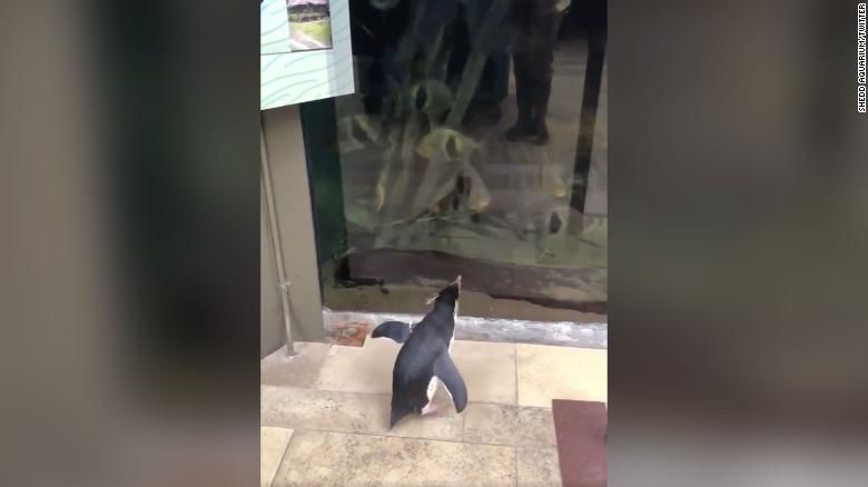 Penguin