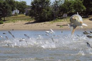 Platteville fish dealer convicted in Wisconsin's first invasive carp bust