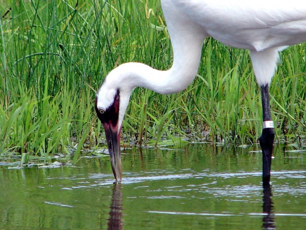 The stork arrives for whooping cranes