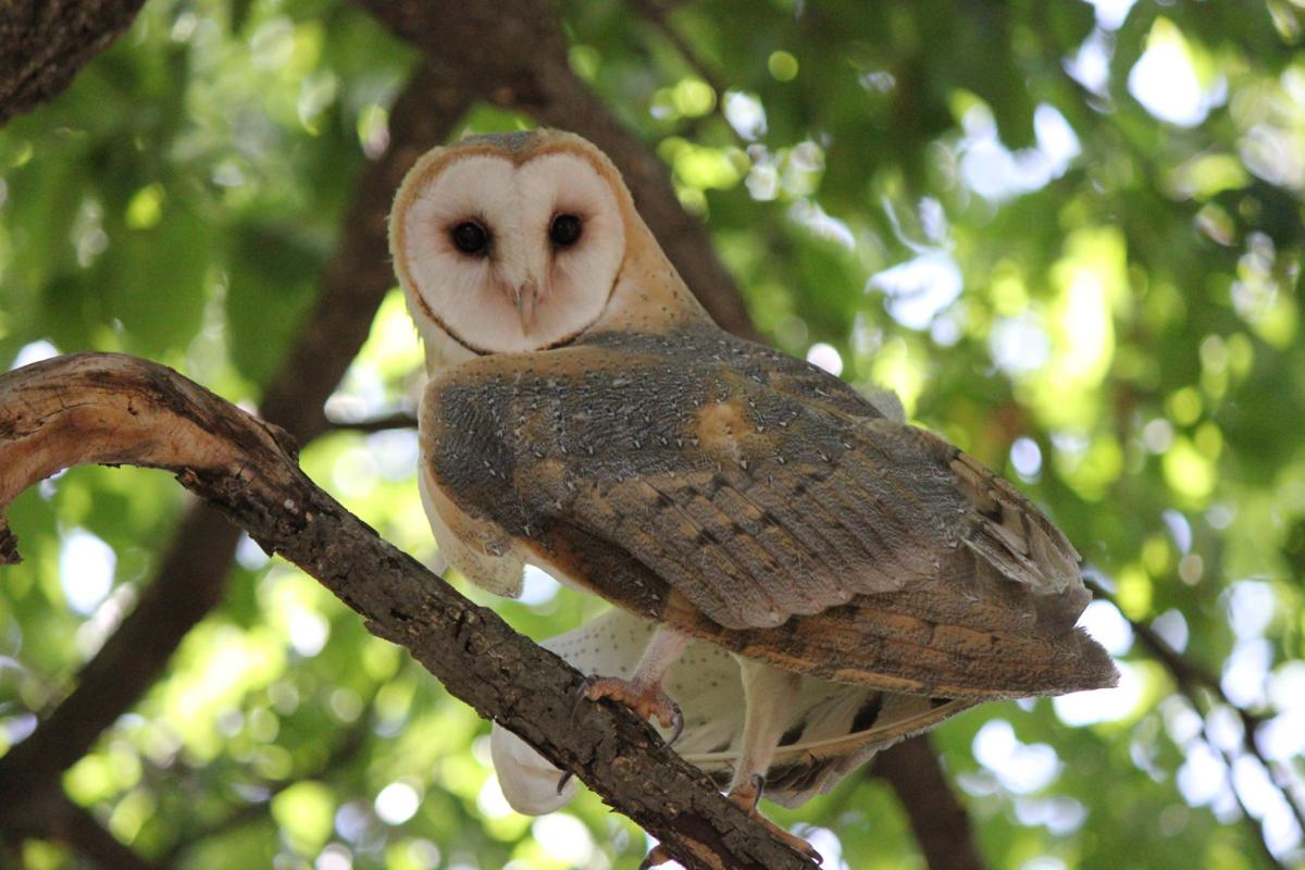 Have You Seen A Barn Owl Houston County News Lacrossetribune Com