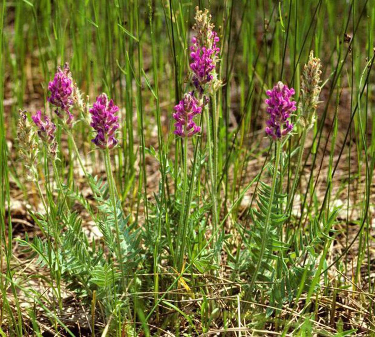 Chris Hardie: Spring reminds of us the intrinsic value of plants
